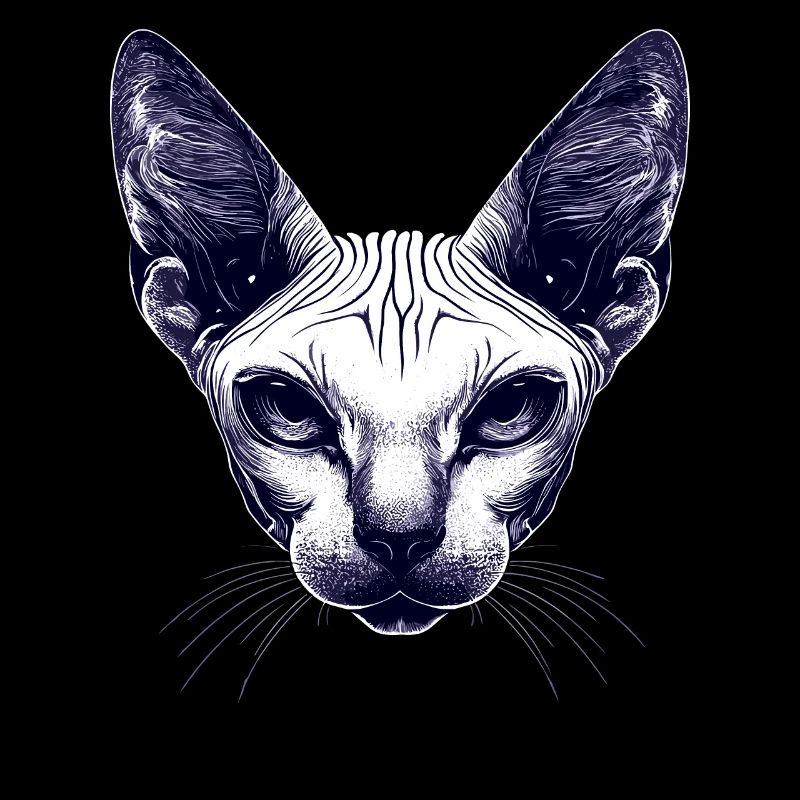 Sphynx Cat Sphynx Cat Canadian Cat Cute Sphinx