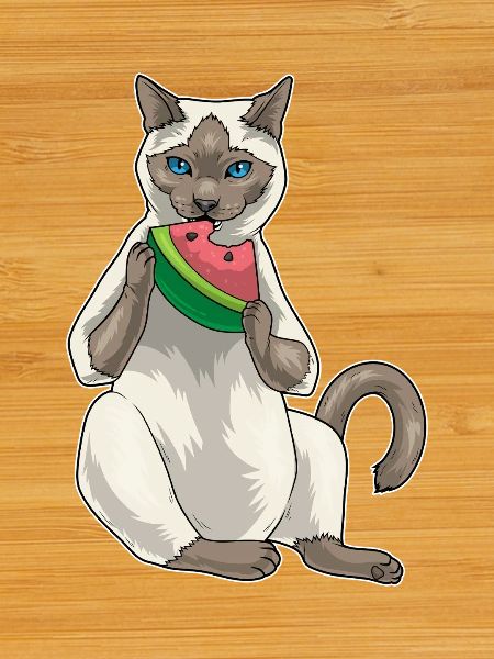 Chat siamois Pastèque