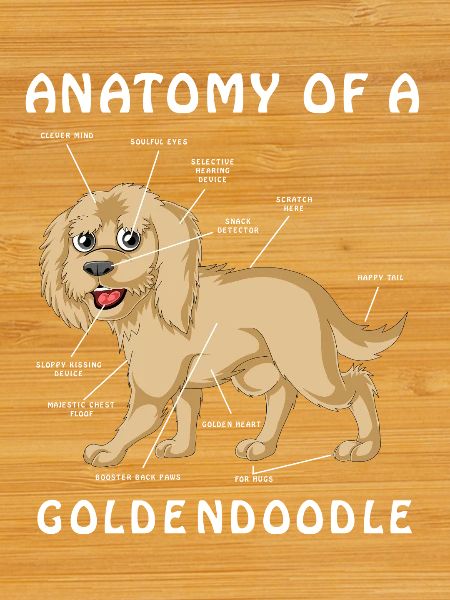 Illustration anatomique Golden Doodle