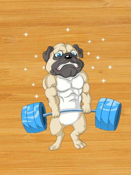 Pug weightlifting Gym