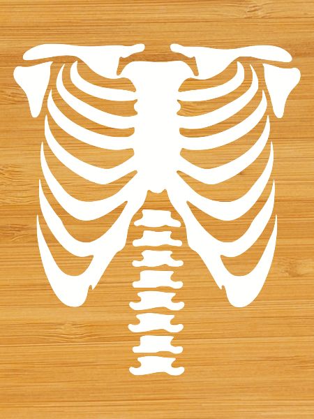 Skelett-Torso