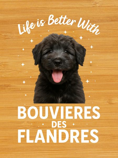 Bouvier des Flandres