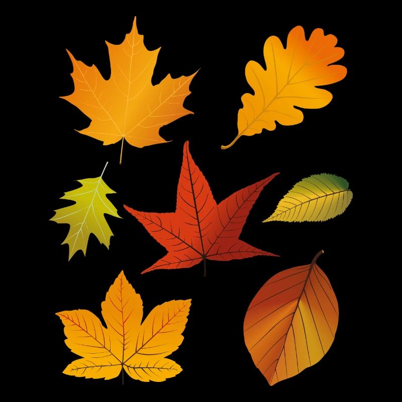 Autumn Fall Leaves