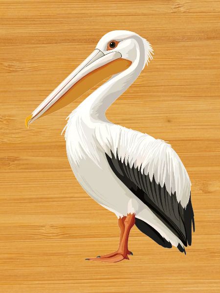 Pelicans Pelican