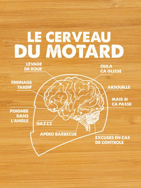 Cerveau Motard Anatomie