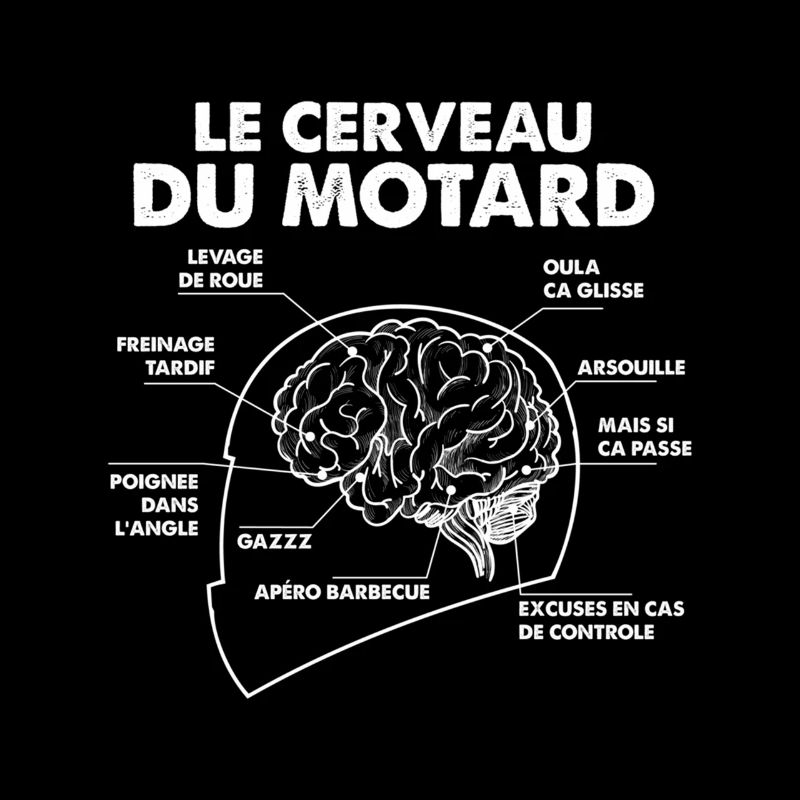 Cerveau Motard Anatomie