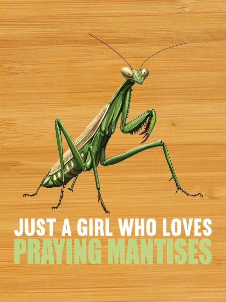 Praying mantises Praying mantis