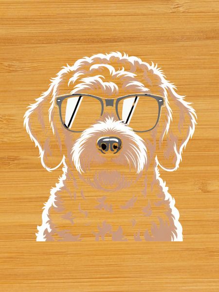 Labradoodle brun