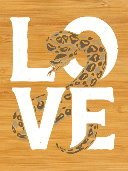 Königspython Schlangen LOVE Terrarium Python
