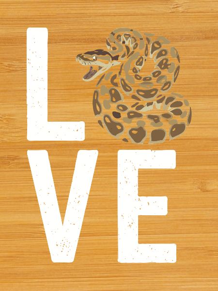 Königspython Schlangen LOVE Terrarium Python