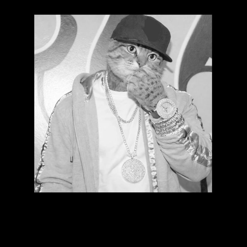 Style de rue rappeur chat