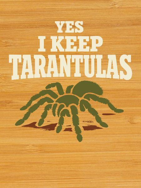 Tarantula Tarantula Holder Spider Owner
