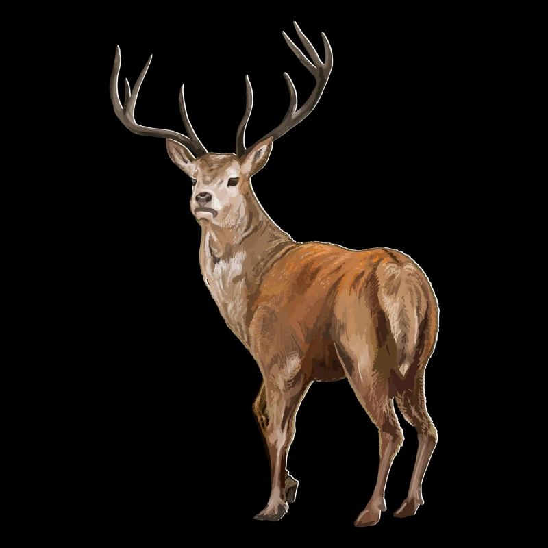 Cerf de Weisswedelhirsch