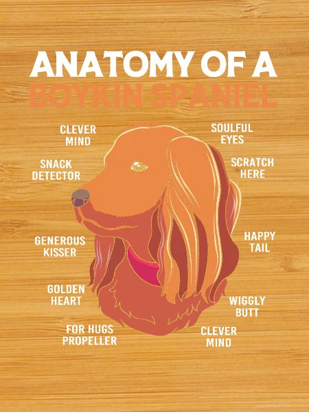 Boykin Spaniel