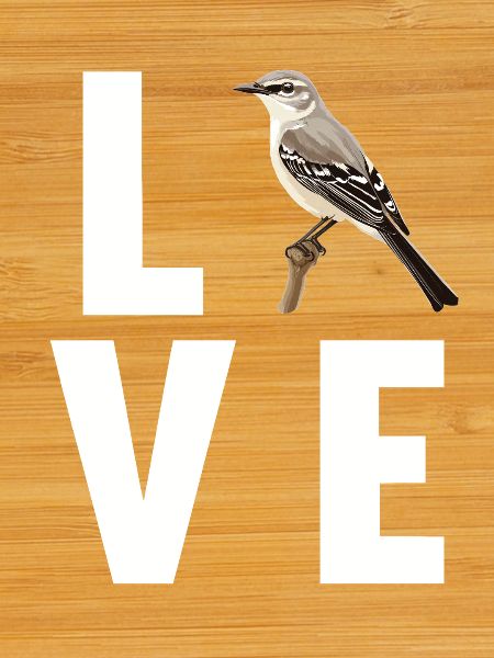 Oiseaux moqueurs Oiseaux moqueurs