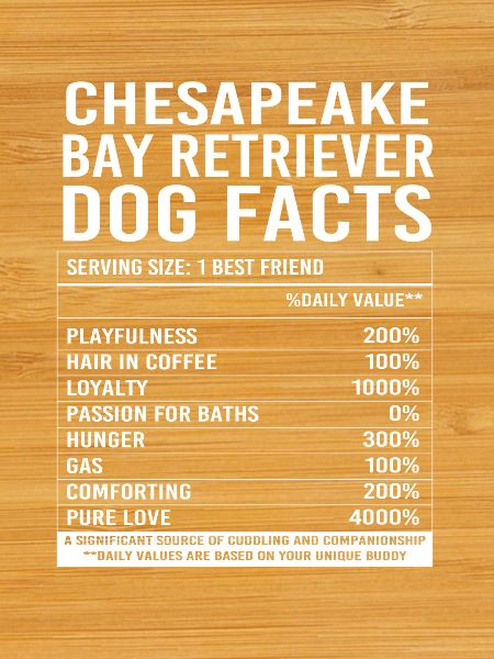 Chesapeake Bay Retriever