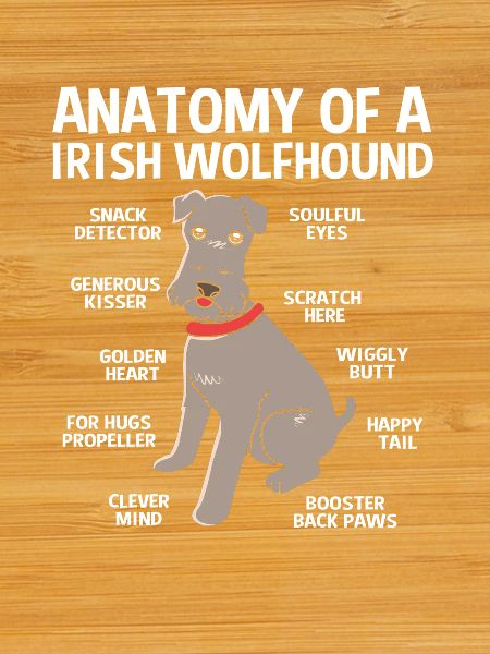 Irischer Wolfshund