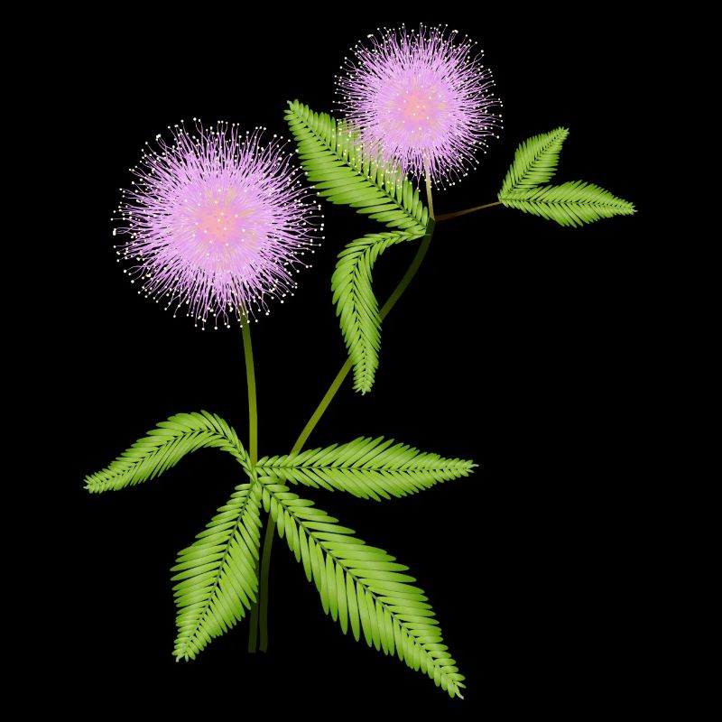 Mimosa plant with its sensitive leaves