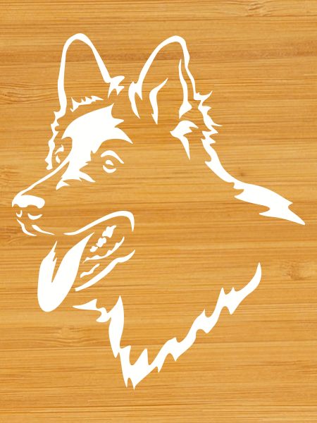 Swiss Shepherd Head