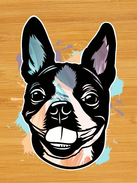 Boston Terrier