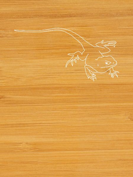 lizard