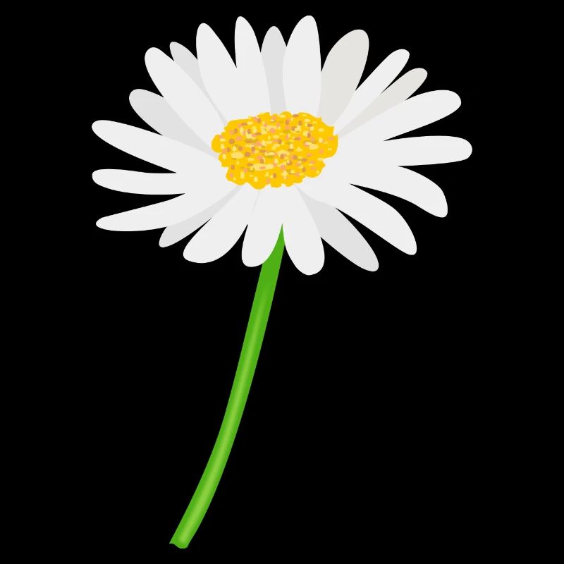 Marguerite fleur avec tige