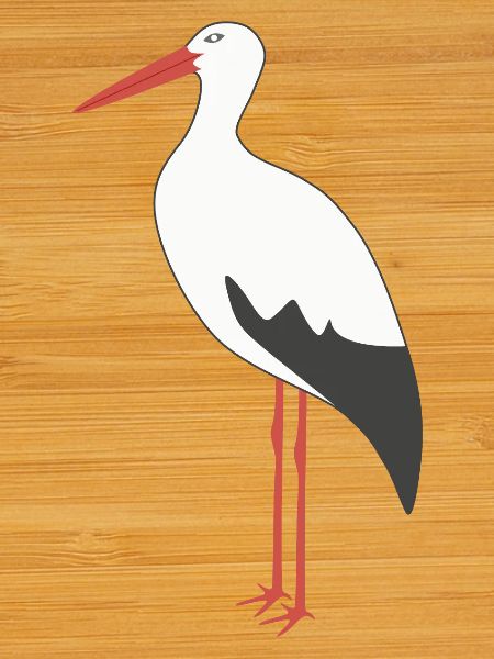 Weißstorch