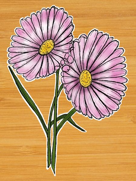 Daisy