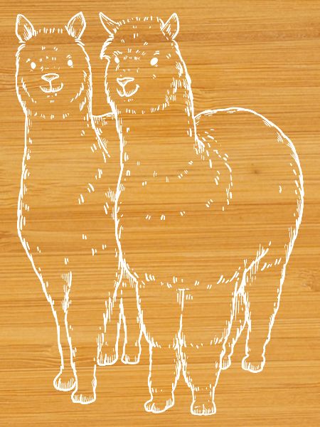 Two Alpaca Llama Lines Drawing