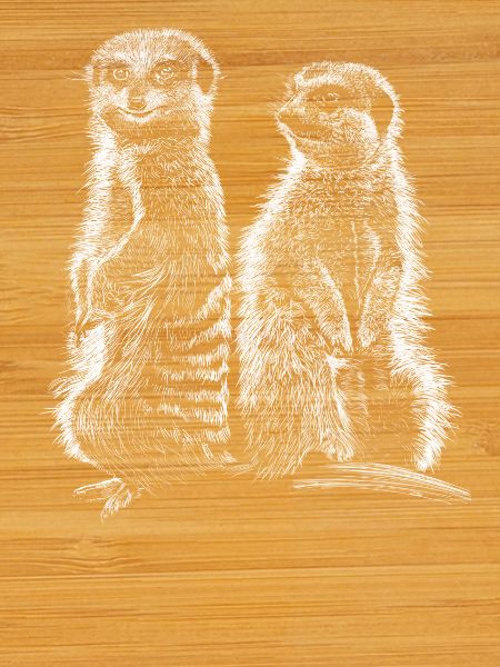Meerkats