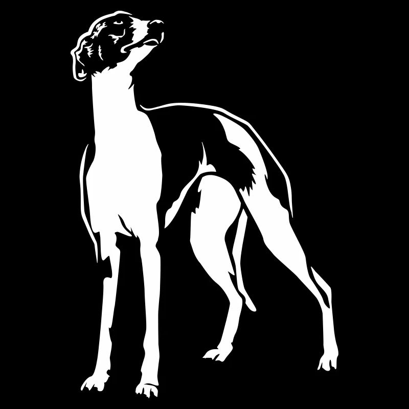 Whippet