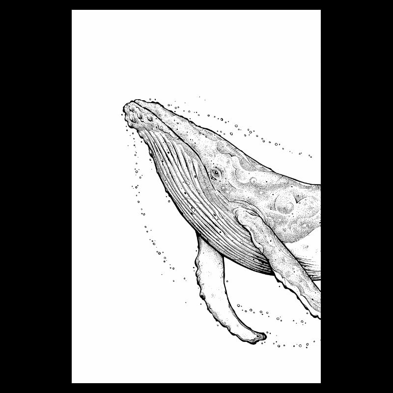 Baleine à bosse A
