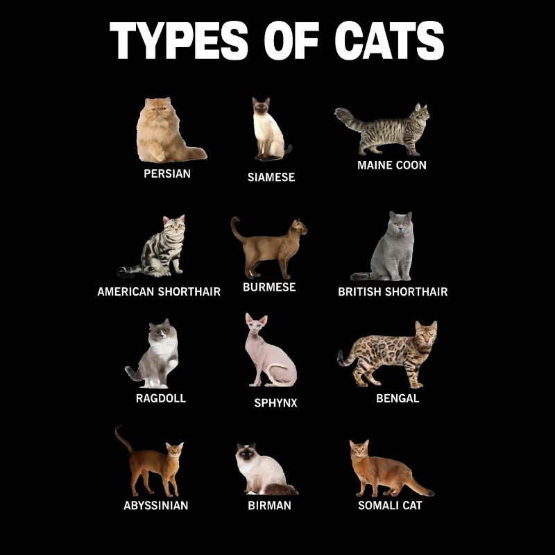 Types of Cats Educational Cat Breeds Chart Guide