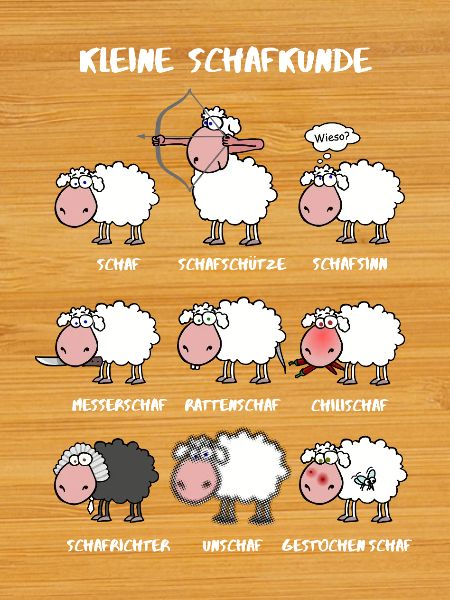 A little sheep knowledge