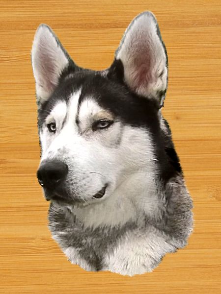 Husky Face Black White