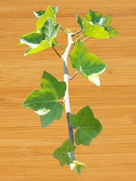 Ivy – Evergreen connection