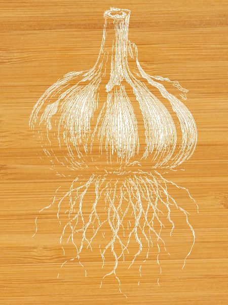 Garlic