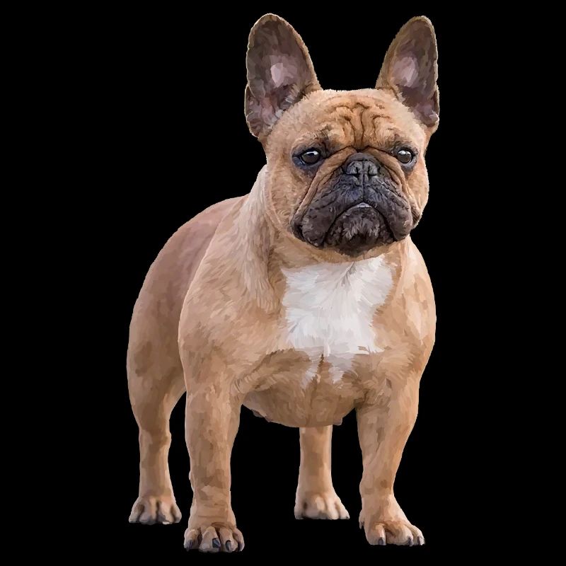 Bouledogue français
