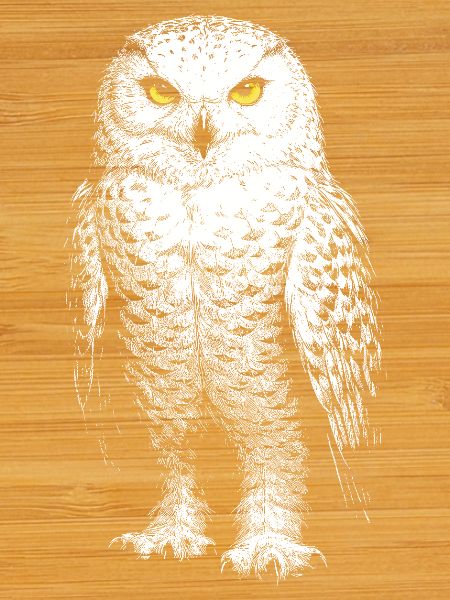 Schneeeule