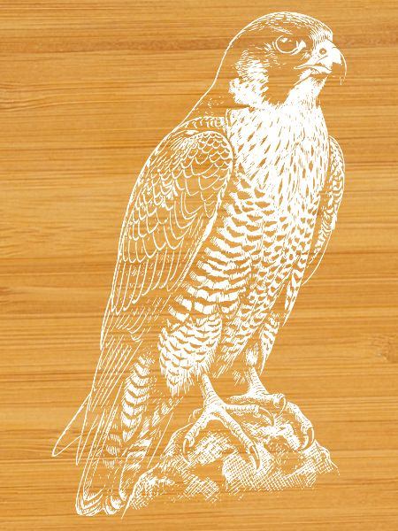 Predatory Falcon Silhouette