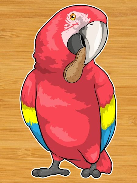 Parrot Peanut