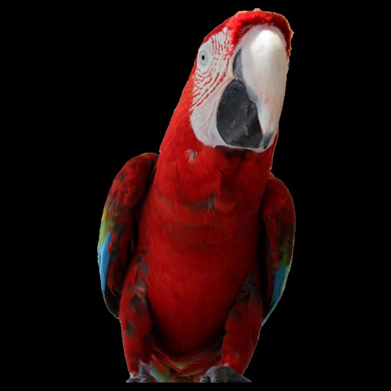 Perroquets oiseau T-shirt cadeau