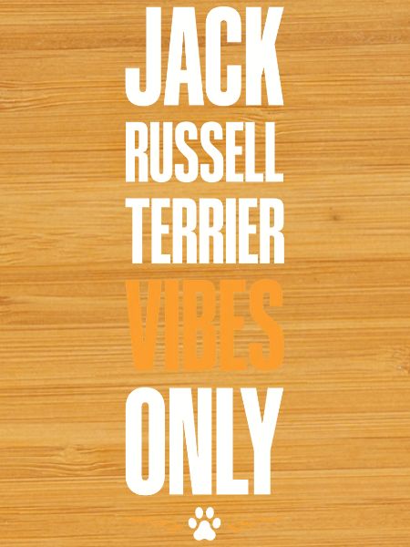 Jack Russell Terrier Vibes