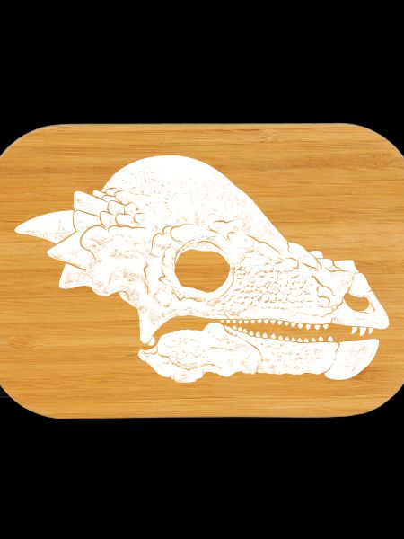 Pachycephalosaurus Fossil Skull