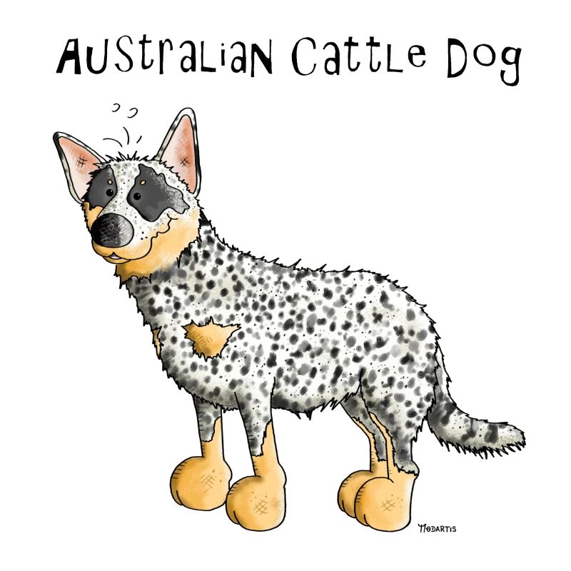 Bouvier Australien - Australian Cattle Dog