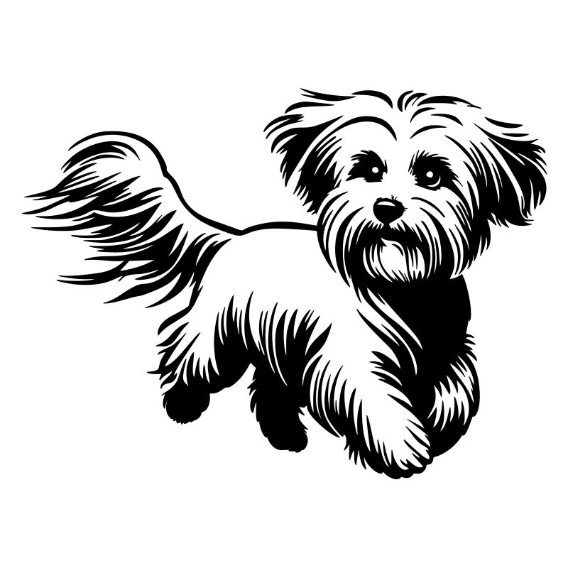 Maltese