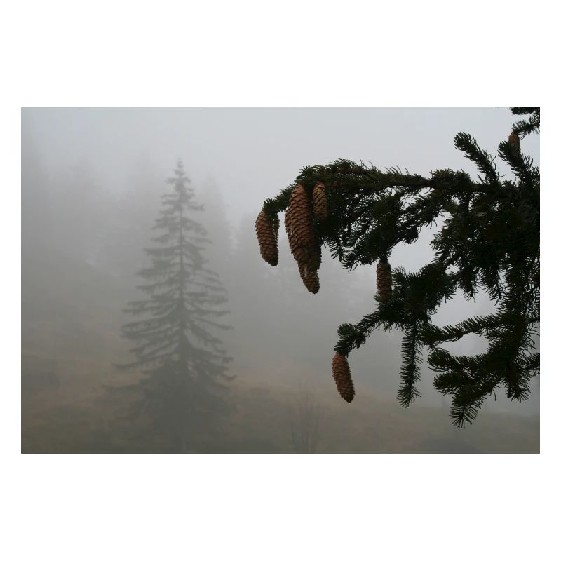 Cloud Forest Cone Magic / Feldberg