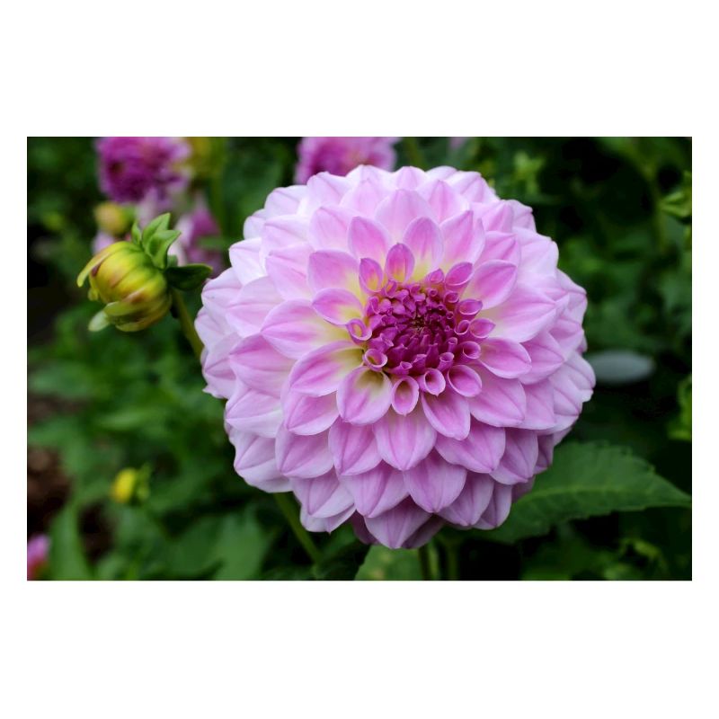Dahlia rose rose fleur, fleur