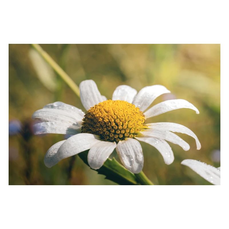 Fleur délicate dans la rosée du matin