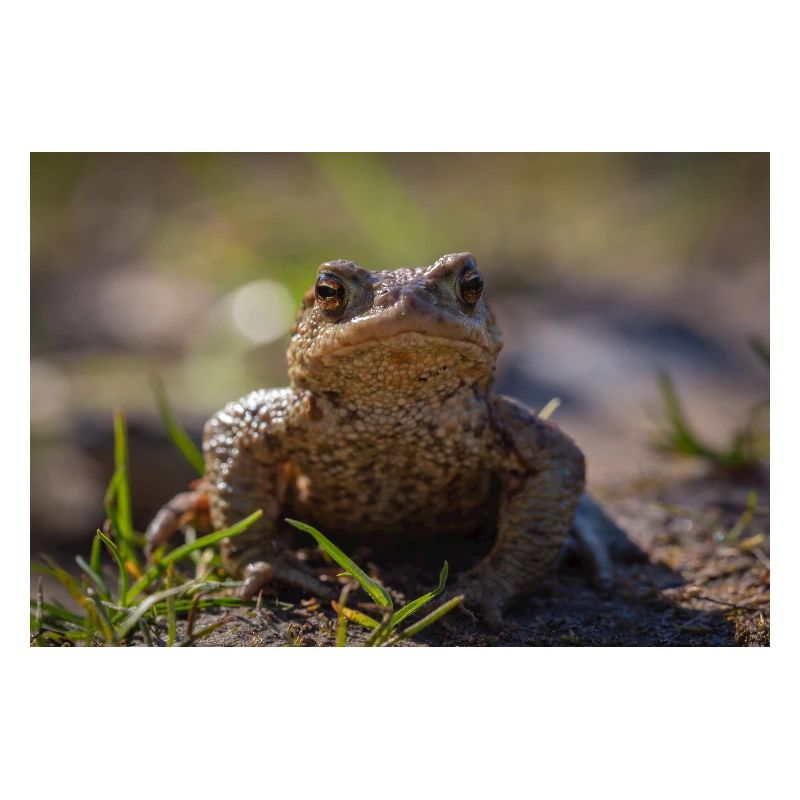 Gros plan d’un crapaud terrestre - Affiche